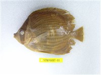 藏品(耳帶蝴蝶魚)的圖片